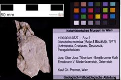 Foto (Objekt + Etiketten) von Discutiolira moesica (Muţiu & Bădăluţă, 1971) (NHMW-GEO-1990-0041-0327)